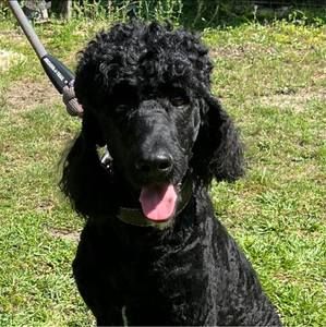 Meet your Posher, Wendy